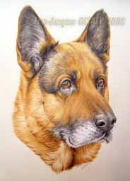Sam portrait de chien 30 x 40 cm ralisation sur commande aux crayons de couleur